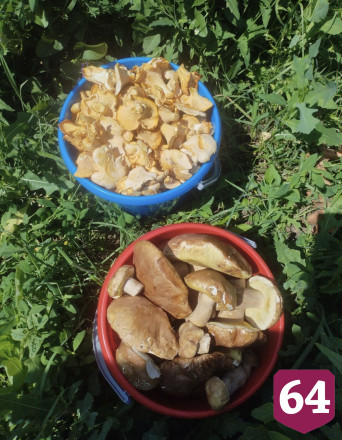 Саратовцы собирают лисички ящиками и ведрами